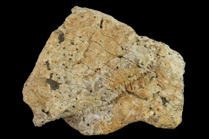Ankylosaur Scute - Alberta (Disposition #-) #132072